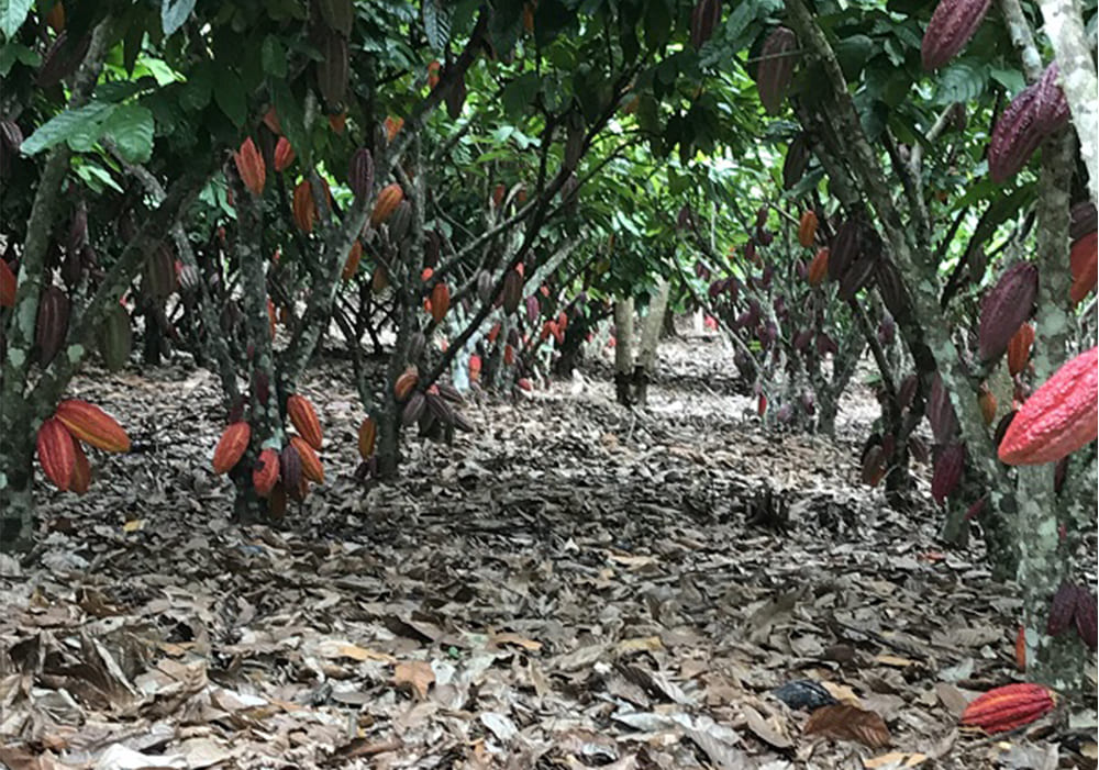 カカオ畑の様子